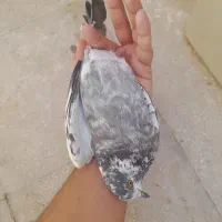 کبوتر کفتر ماده بالغ سالم|پرنده|قم, شهرک قدس|دیوار