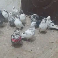 کبوتر پرشی سوسی|پرنده|میانه, |دیوار