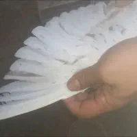 جفت ساده هفت رنگ بی نظیر به ضمانت|پرنده|مشهد, شهرک شیرین|دیوار