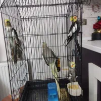 عروس هلندی|پرنده|بروجن, |دیوار