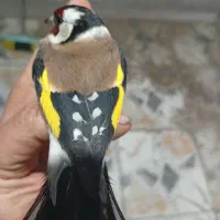 سهره|پرنده|مریوان, |دیوار