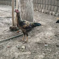 فروش ۳عددخروس دورگه