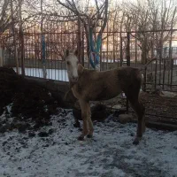 کره فروشی|اسب و تجهیزات اسبسواری|بستان آباد, |دیوار