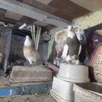 طوقی کرم اجری خال|پرنده|داران, |دیوار