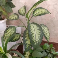 (گل )|گل و گیاه طبیعی|زبرخان, |دیوار