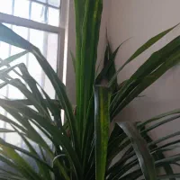 گل پاندانوس|گل و گیاه طبیعی|تربتحیدریه, سیلوی گندم|دیوار