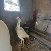 خروس و دو عدد مرغ لاری