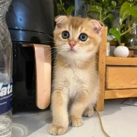 گربه اسکاتیش گلد