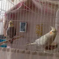 عروس هلندی نر وماده،دستی