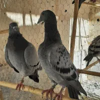کبوتر پلاکی مسافت بلند نژاد جانسن|پرنده|قم, نیروگاه|دیوار