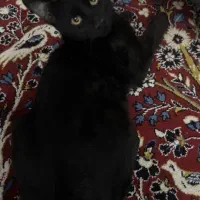 واگذاری رایگان گربه خانگی|گربه|ارومیه, |دیوار