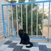 گربه اسکاتیش