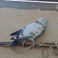 کبوتر گرفتنی|پرنده|سراب, |دیوار
