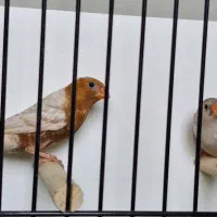 زبرا فول اورنج و شارکول