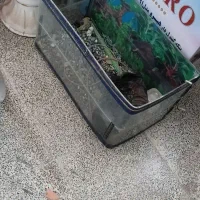 قفس پرنده|لوازم جانبی حیوانات|پاکدشت, شهرک امام رضا|دیوار