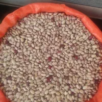 حبوبات تازه|خوردنی و آشامیدنی|اقبالیه, |دیوار