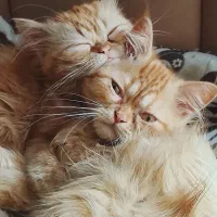 واگذاری بچه گربه پرشین