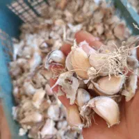 بذر سیر محلی هزار جریب|خوردنی و آشامیدنی|رستمکلا, |دیوار