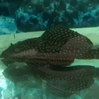 ماهی و لجن خوار|ماهی|یزد, |دیوار