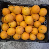 فروش پرتقال ونارنگی