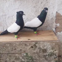 سینه‌سیاه پاک