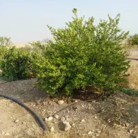 معاوضه باغ ۲ هزار متری با مسکن ملی