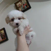 واگذاری سگ نژاد پودل کراس ۲ ماهه( فروشی)