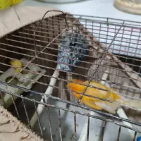 قناری ماده سرخ|پرنده|بومهن, |دیوار