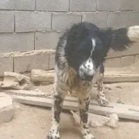 توله قدرجونی