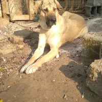 سگ پژدر،سرابی|سگ|سنگر, |دیوار