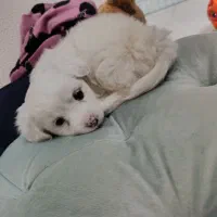 توله شیتزو اصل|سگ|شاهین‌شهر, مسکن مهر|دیوار