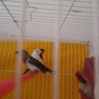 فنچ بنگالی|پرنده|تربت جام, فاز ۱ فرهنگیان|دیوار