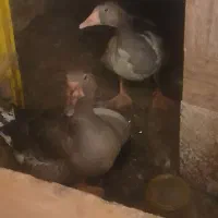 دوعدد غاز  فروشی