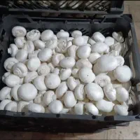 پخش قارچ مزرعه