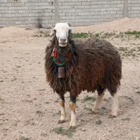 قوچ گله داری