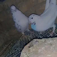 کفتر به شرط|پرنده|پاکدشت, پاکدشت (مامازند)|دیوار