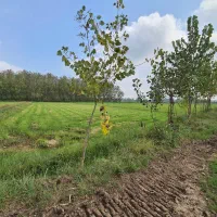 ۲۰۰۰متر زمین کشاورزی کاملا یکدست نزدیک امتیازات|فروش دفتر صنعتی، کشاورزی، تجاری|خمام, |دیوار