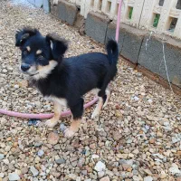 سگ پا کوتاه میکس پامر روباهی و ژرمن|سگ|شیراز, جرسقان|دیوار