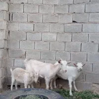 بز سانن به همراه دو بزغاله نر|حیوانات مزرعه|طبس, |دیوار