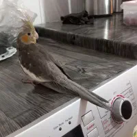 طوطی عروس|پرنده|نظرآباد, رسالت|دیوار