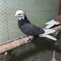 کفتر فروشی|پرنده|طبس, |دیوار