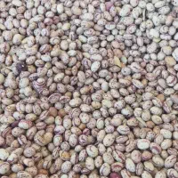 لوبیا چیتی برداشت امسال