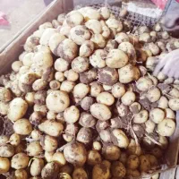 سیب زمینی بذری