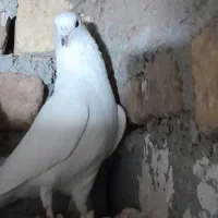 تهرانی زوردار|پرنده|سرپل ذهاب, |دیوار