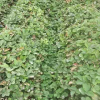 نهال توت فرنگی سابرینا|خدمات باغبانی و درختکاری|خان ببین, |دیوار