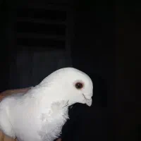 کبوتر|پرنده|سعدآباد, |دیوار