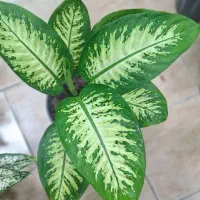 دیفن باخیا|گل و گیاه طبیعی|رشت, فلسطین|دیوار