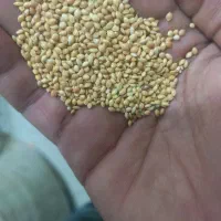 خرید و فروش نقدی ارزن ریز