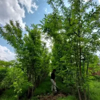 درخت نهال اقاقیا ۴تا۸متر ارتفاع مقاوم کم آبی وگرما|خدمات باغبانی و درختکاری|مشهد, سپاد|دیوار