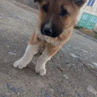 توله سرابی اصیل